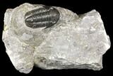Detailed Gerastos Trilobite Fossil - Morocco #141670-1